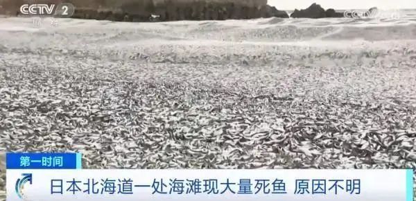 雪地足球规则_男子雪地足球冠军名单公布_2008奥运男子足球冠军