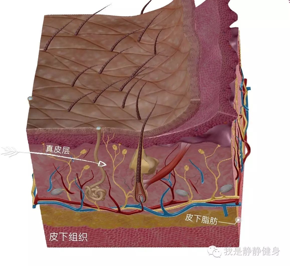 马拉松减肥体重_马拉松减肥效果_马拉松减肥吗