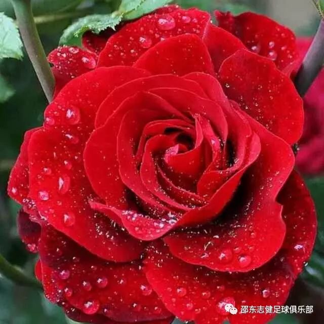 足球技巧30招教学_足球技巧学会月薪多少钱_如何在半个月学会足球技巧