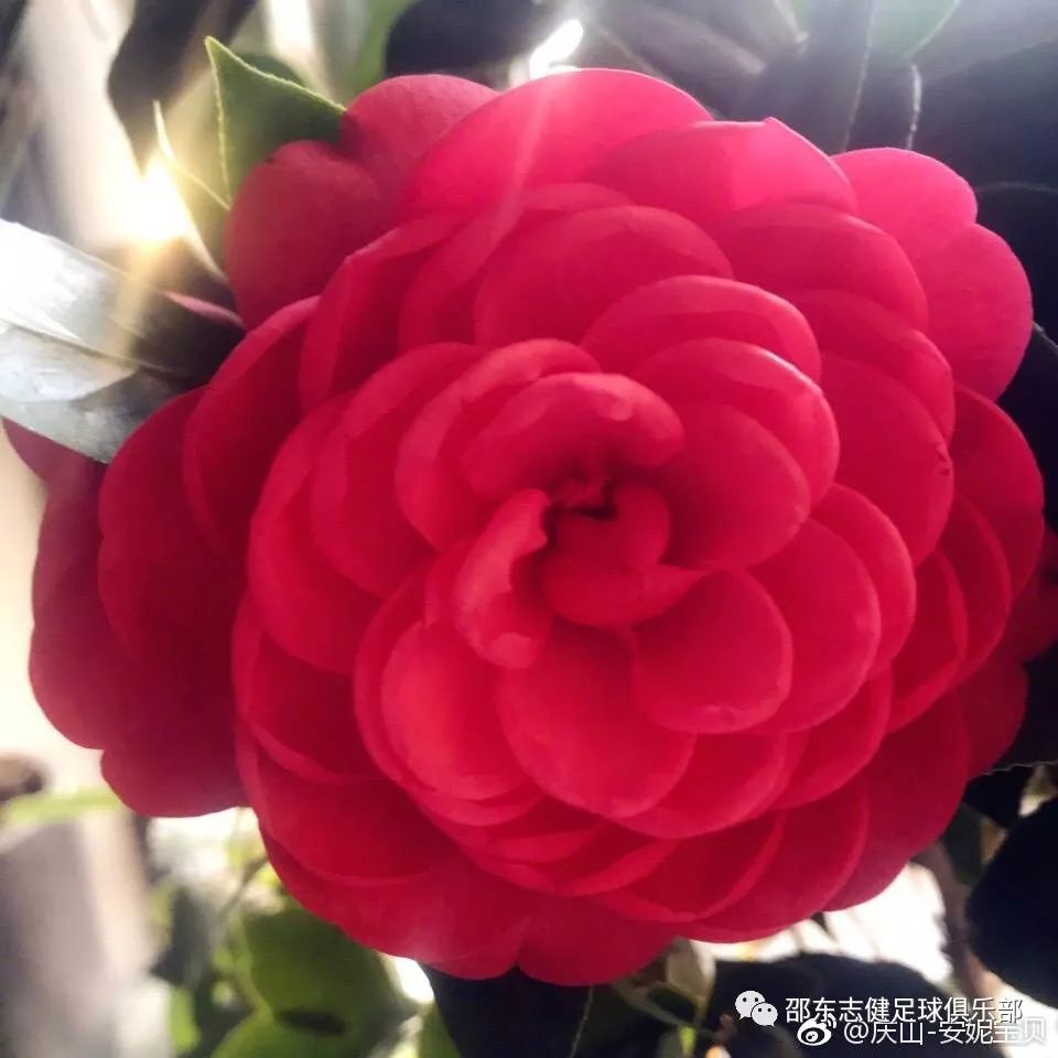 如何在半个月学会足球技巧_足球技巧30招教学_足球技巧学会月薪多少钱