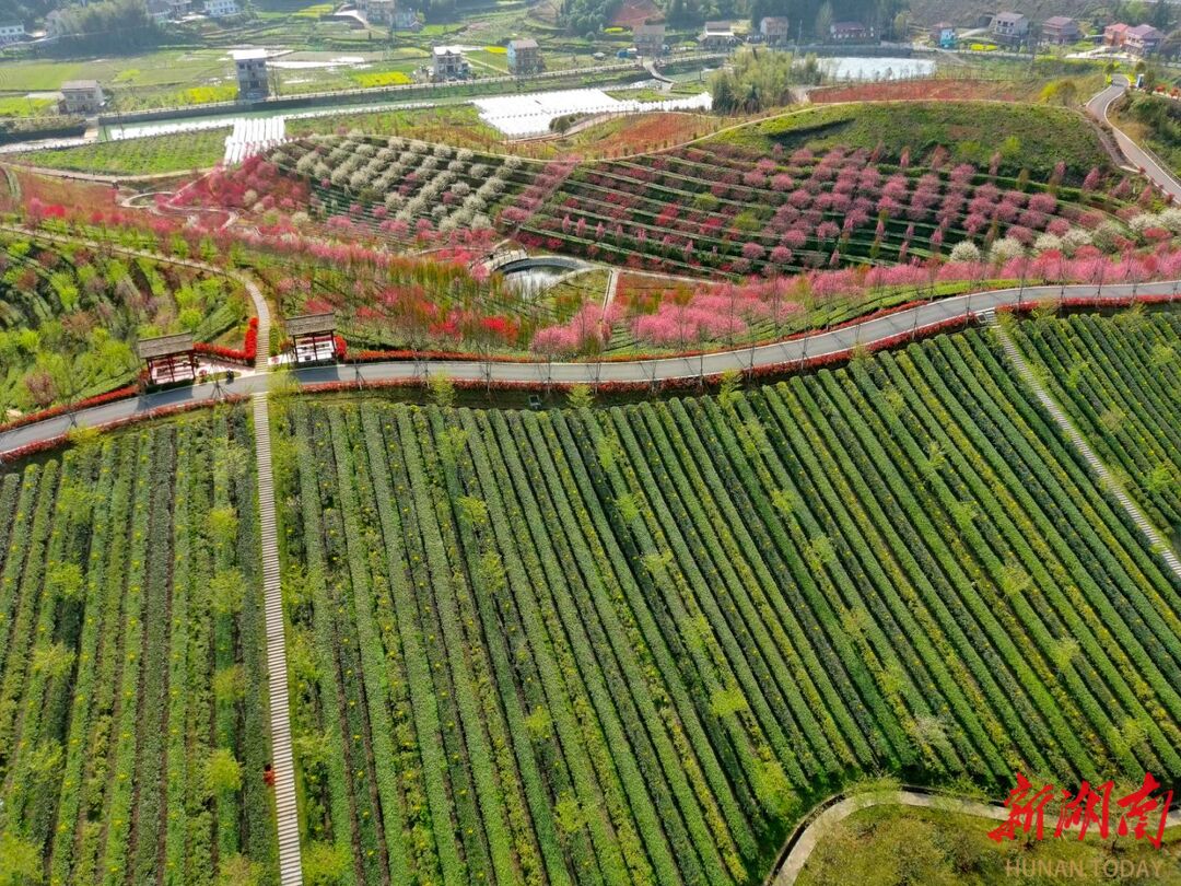 湖南益阳安化举重奥运冠军_安化的世界冠军举重运动员_怀化举重冠军