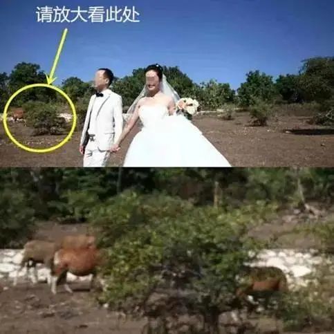 婚纱西藏照拍类型选择什么_婚纱西藏照拍类型选择哪个_西藏拍婚纱照类型选择什么