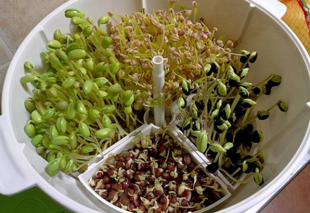 黄豆芽生活小窍门_芽黄豆芽怎么做_家常黄豆芽的生法
