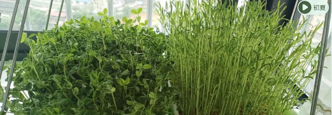 黄豆芽生活小窍门_家常黄豆芽的生法_芽黄豆芽怎么做