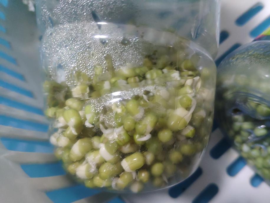 家常黄豆芽的生法_黄豆芽生活小窍门_芽黄豆芽怎么做