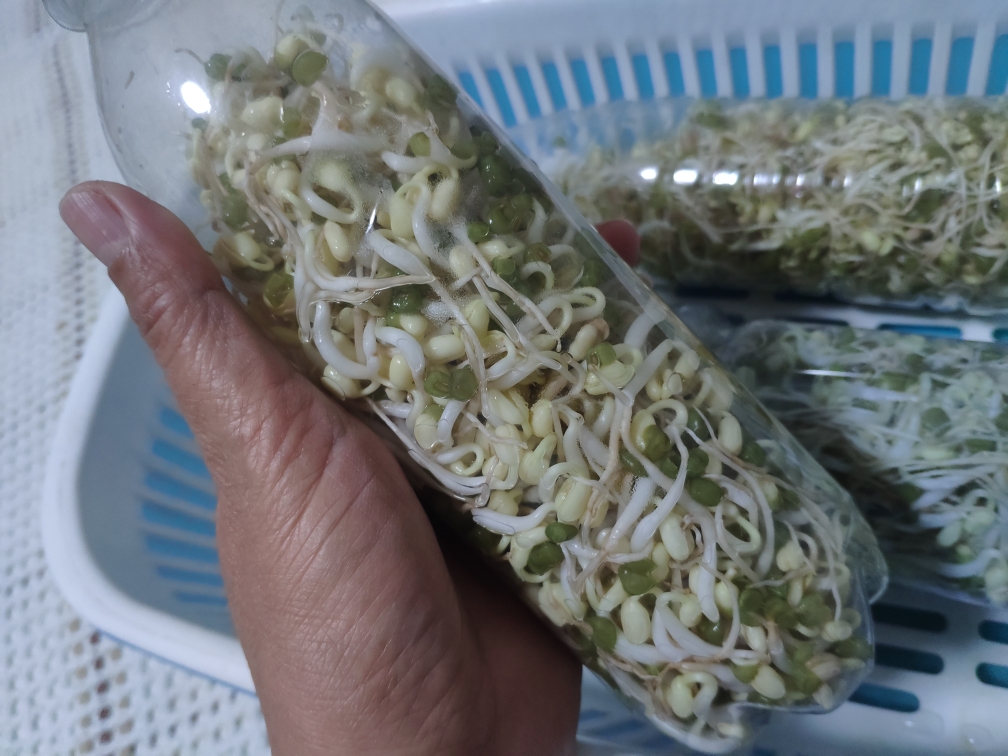 黄豆芽生活小窍门_芽黄豆芽怎么做_家常黄豆芽的生法