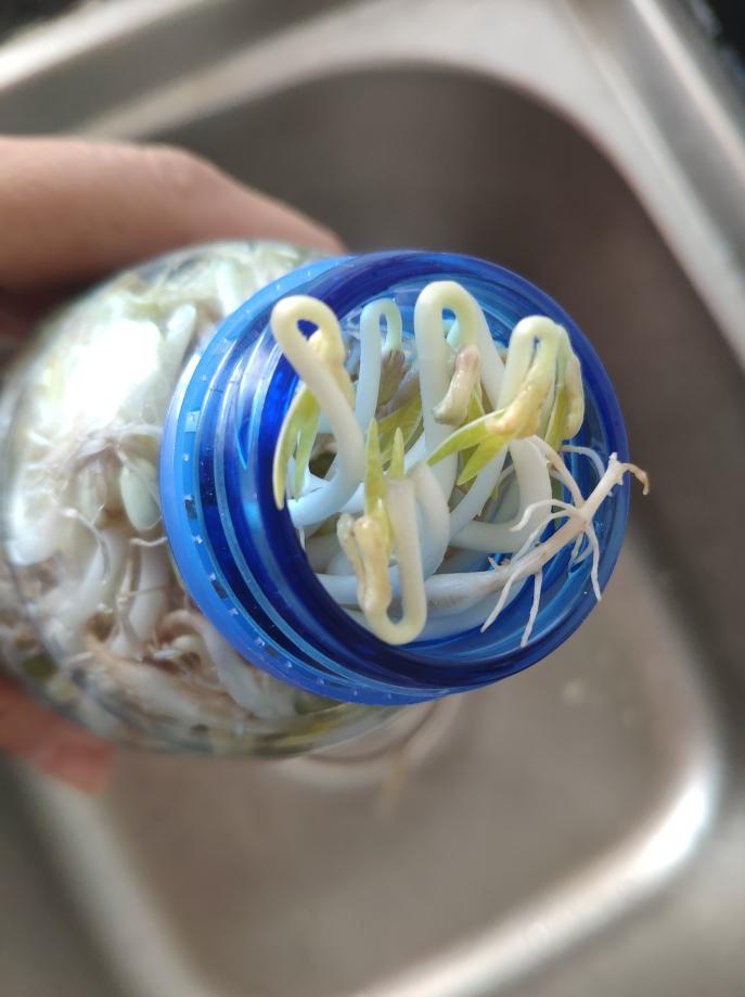 黄豆芽生活小窍门_家常黄豆芽的生法_芽黄豆芽怎么做