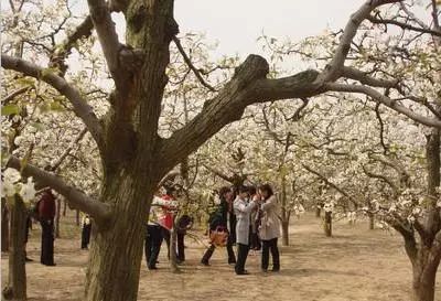 民俗婚庆济源介绍文案_济源婚庆公司哪个比较好_济源婚庆民俗介绍