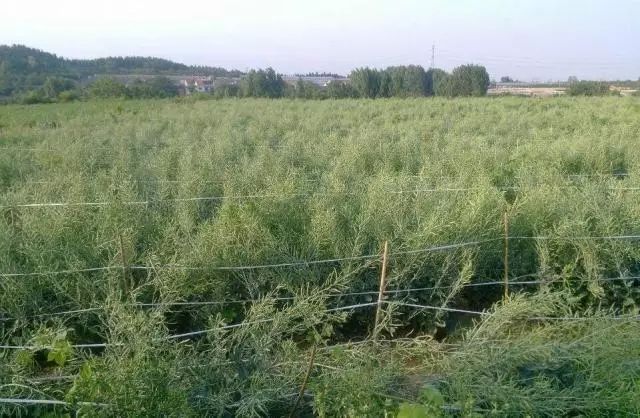济源婚庆民俗介绍_济源婚庆公司哪个比较好_民俗婚庆济源介绍文案
