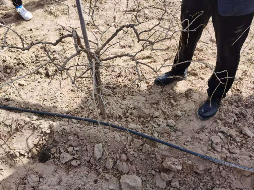 贝贝老板是谁创办的_贝贝网创业故事_贝贝集团创始人团队