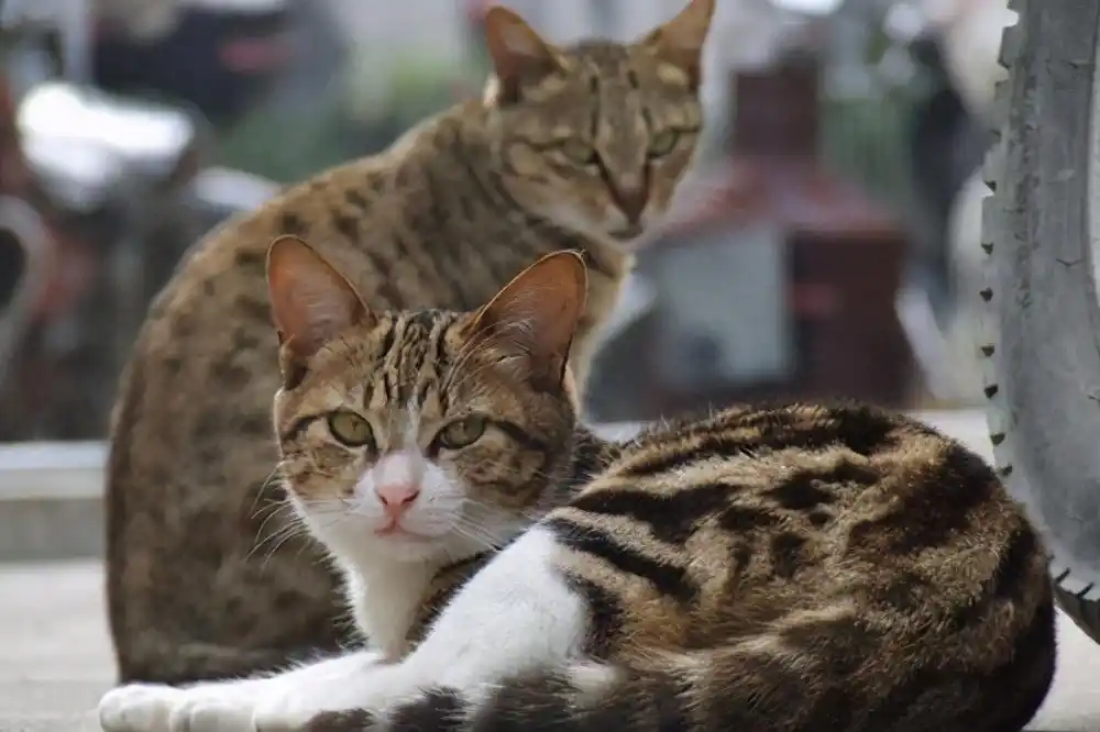 猫身体很短_美短猫身体健康吗_短猫长什么样