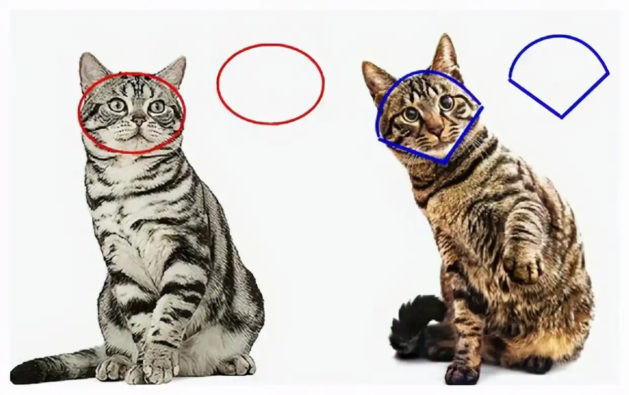 短猫长什么样_猫身体很短_美短猫身体健康吗