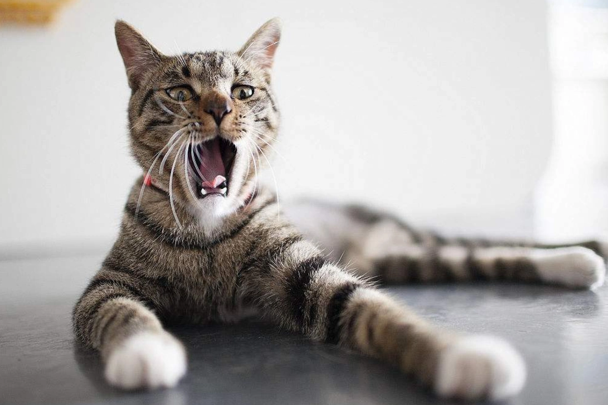 美短猫身体健康吗_短猫长什么样_猫身体很短