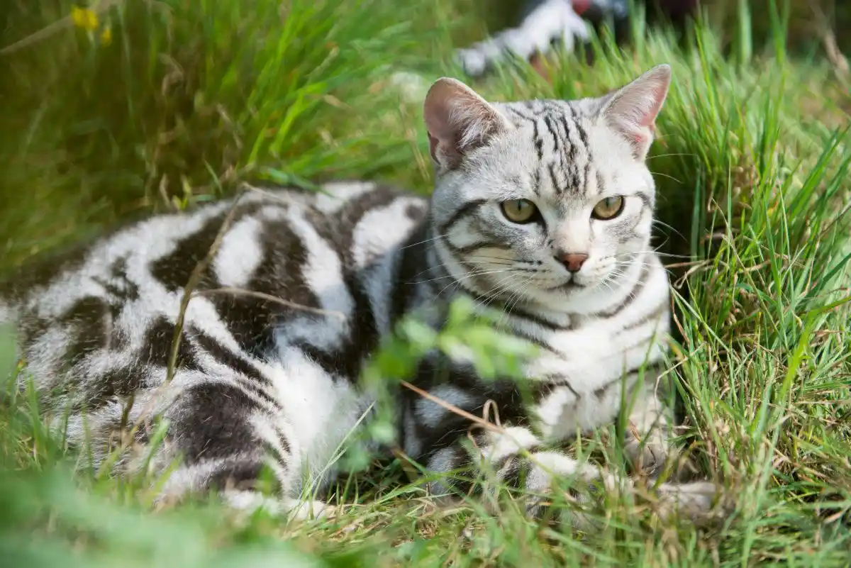 短猫长什么样_猫身体很短_美短猫身体健康吗
