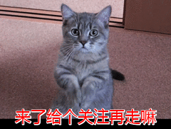 美短猫身体健康吗_猫身体很短_短猫长什么样