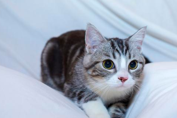 美短猫身体健康吗_猫身体长好还是短好_猫的健康体型