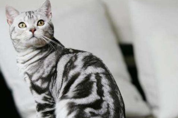 猫身体长好还是短好_美短猫身体健康吗_猫的健康体型