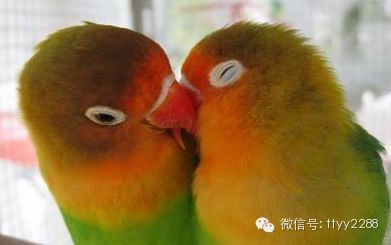 乌龟饲养常识_乌龟的饲养方法注意事项_养乌龟的生活常识