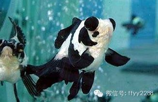 乌龟的饲养方法注意事项_乌龟饲养常识_养乌龟的生活常识