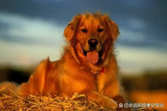 长寿生肖排名_身体健康长寿的生肖女_长寿命的生肖女