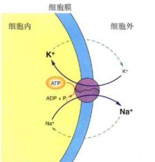 香蕉健身前_香蕉健身吃前要煮熟吗_健身前多久吃香蕉