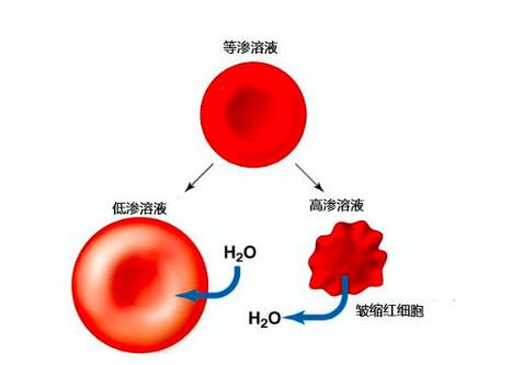 健身前多久吃香蕉_香蕉健身前_香蕉健身吃前要煮熟吗