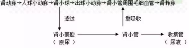 草履虫的运动细胞器_草履虫的器官功能特点_草履虫的运动器官