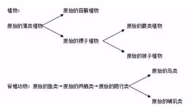 草履虫的运动器官_草履虫的运动细胞器_草履虫的器官功能特点