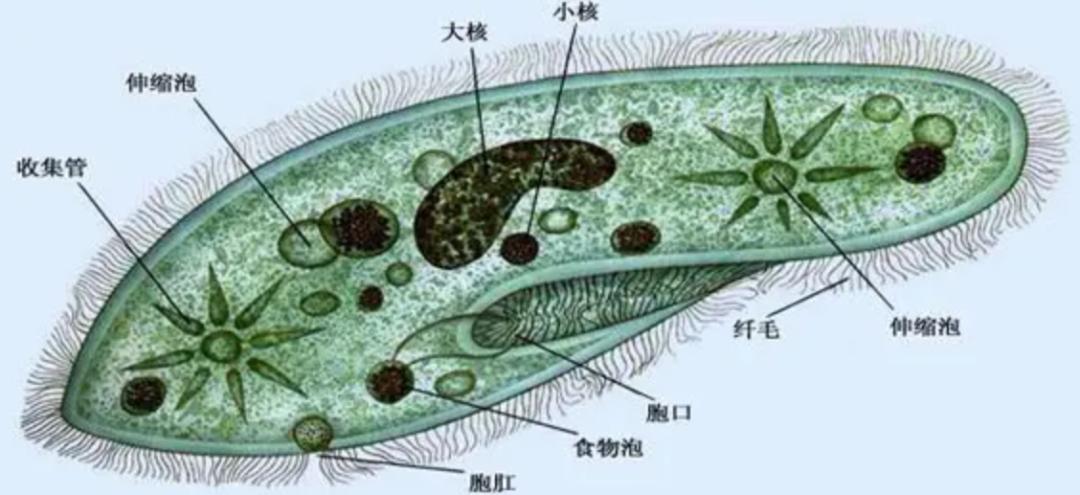 草履虫的运动器官_草履虫的器官功能特点_草履虫专门的呼吸器官
