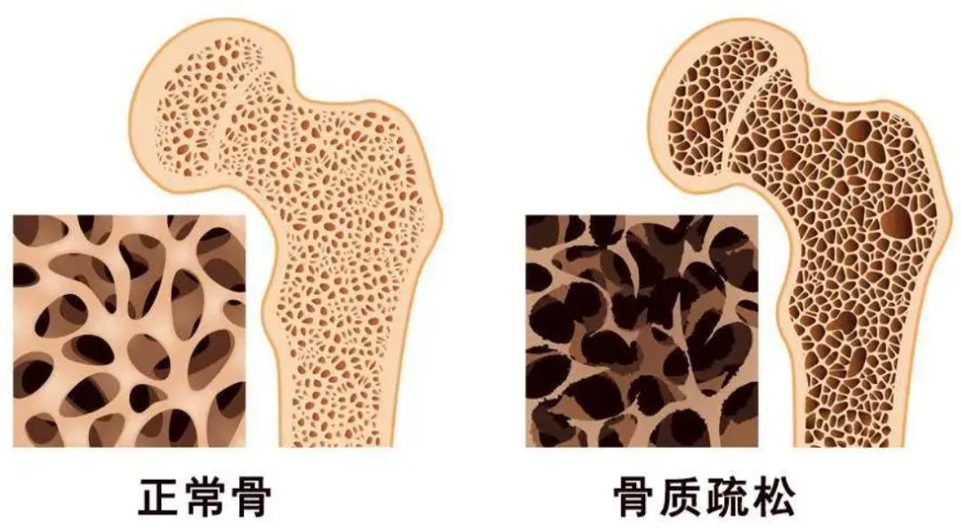 草履虫专门的呼吸器官_草履虫的运动器官_草履虫的器官功能特点