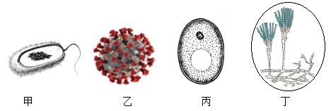 草履虫专门的呼吸器官_草履虫的呼吸器官和运动器官_草履虫的运动器官