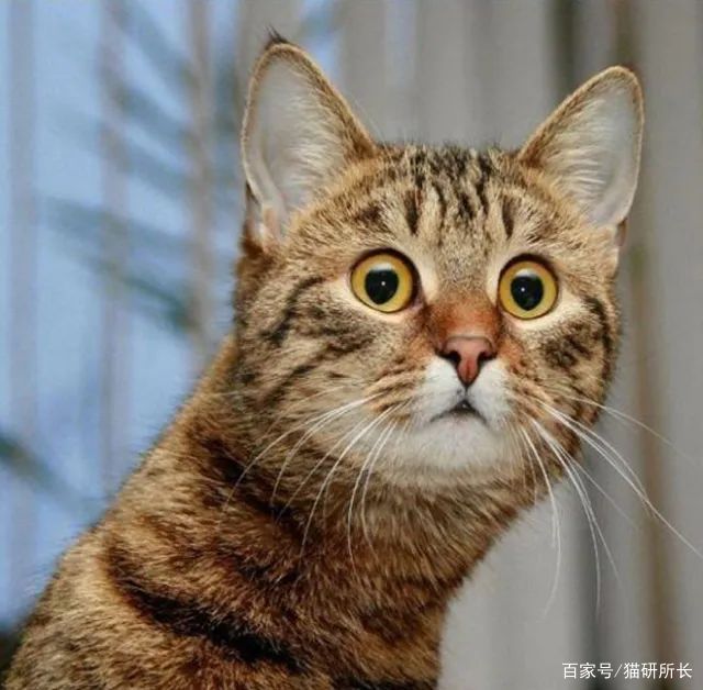 猫咪同样会患三高：哪些猫易患病、何时患病
