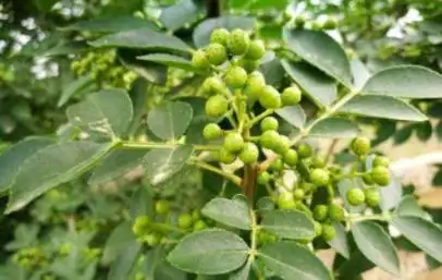 花椒怎么做菜吃_花椒的生活小窍门_花椒生活小妙招