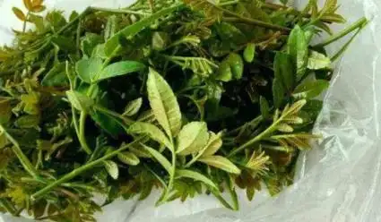 花椒的生活小窍门_花椒怎么做菜吃_花椒生活小妙招