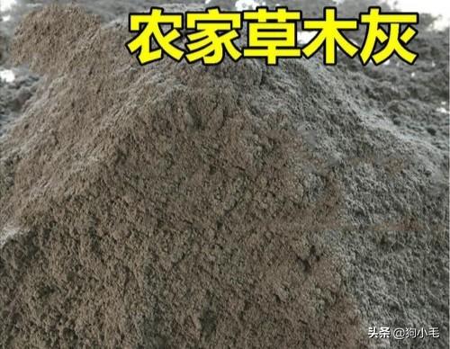 家庭养花日常肥料_家庭养花常用花肥_家庭养花的肥料
