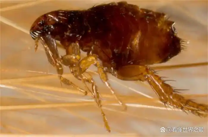 昆虫跳高能手是谁_昆虫跳高冠军是谁_昆虫的跳高冠军是什么