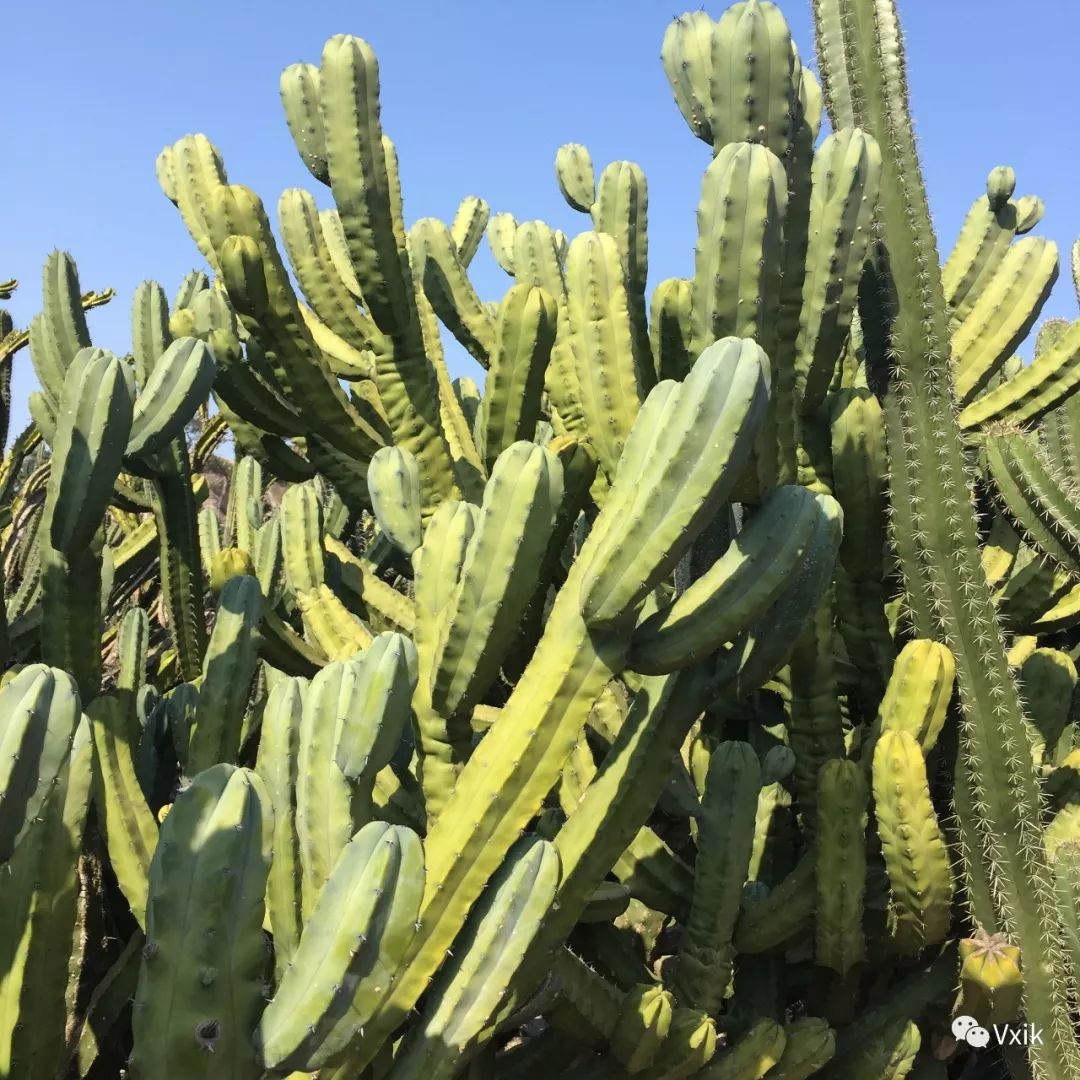 复古黑色婚纱照_婚纱复古造型_内景复古婚纱照黑