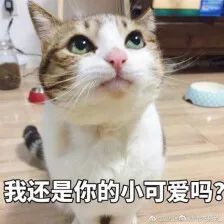 草坪阳光婚纱照外景_婚纱草坪外景照阳光怎么照_婚纱草坪拍照姿势